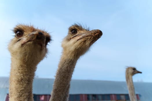 Ostriches stand close up, their long necks gracefully teaching towards the sky.