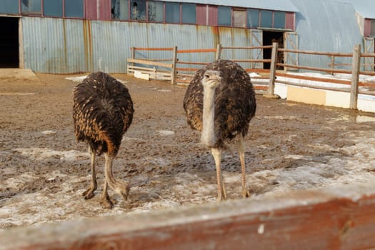 Group of ostriches standing tall and proud next to a sturdy wooden fence, showcasing.
