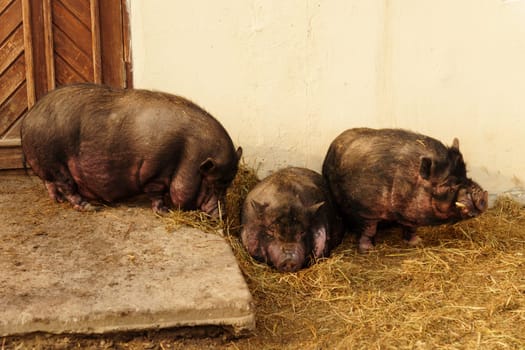 Pig is seen standing in the dirt near a door on a farm. Selective focus