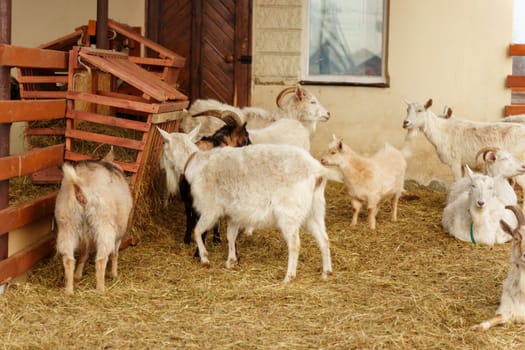 Goats seem at ease, peacefully grazing and exploring their surroundings.