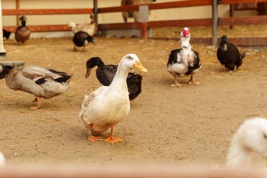 Ducks meander through a dusty field, explore the surroundings on farm
