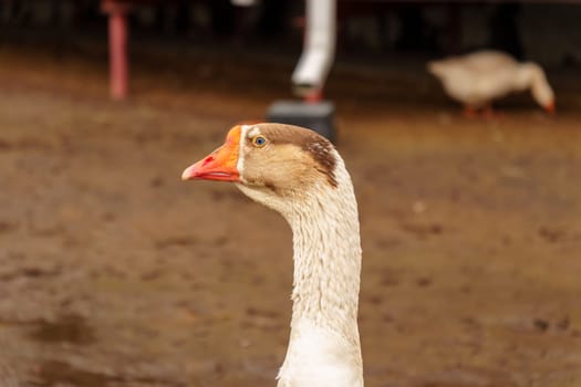 Geese standing in a row next to each other on a farm. Selective focus