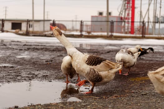 Group of geese stand in a row, side by side, on a farm. They are sleek, with feathers glistening in the sun.