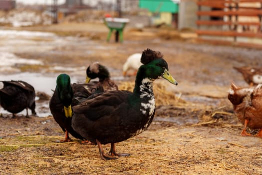 Ducks meander through a dusty field, their webbed feet leaving tiny imprints on the earth.