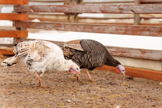 Turkey farm, turkey close-up, turkey rearing concept. Selective focus