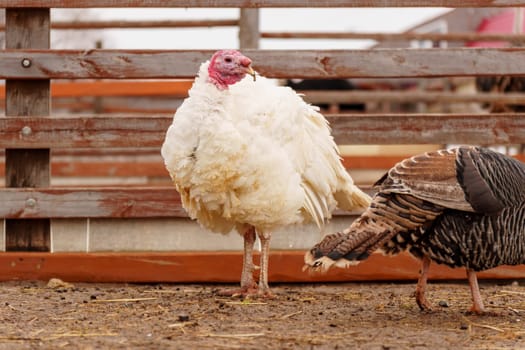Turkey in the village selective focus. Poultry farm, suburban wildlife