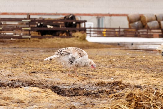 Turkey in the village selective focus. Poultry farm, suburban wildlife