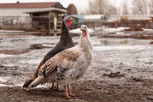 Turkey farm, turkey close-up, turkey rearing concept. Selective focus