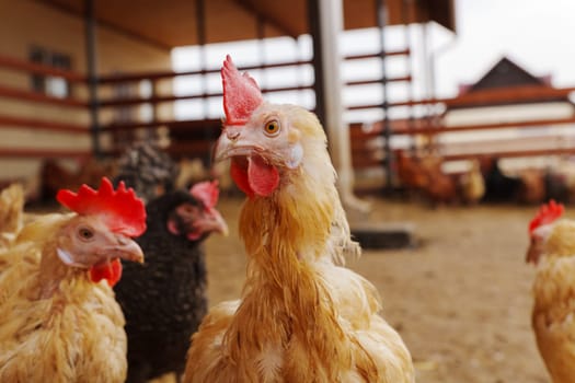 Chicken close up standing in a row, each clucking and pecking at the ground.