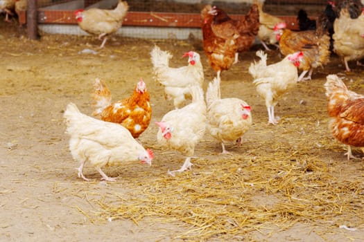 Group of chickens standing in a row, each clucking and pecking at the ground.