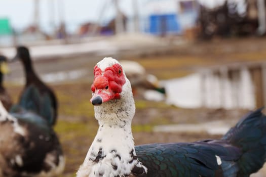 Muscovy duck and a distinctive red face is seen rummaging through the soil at the edge of a puddle.