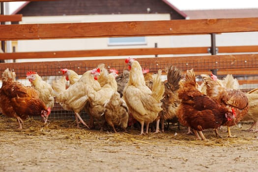 Chickens are seen standing on top of a dirt ground, pecking and scratching at the surface.
