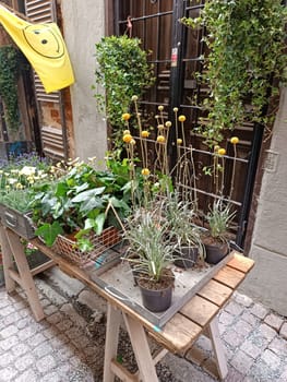 Facade of beautiful flower shop with different houseplants and flowers on a narrow street . High quality photo. Mobile vertical photo.