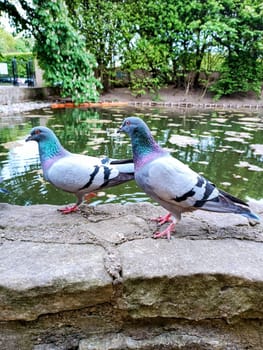 two pigeon birds staying on the rock edge of the pond in the park. High quality photo. Mobile vertical photo. Park walk with kids feeding birds. Quality family time