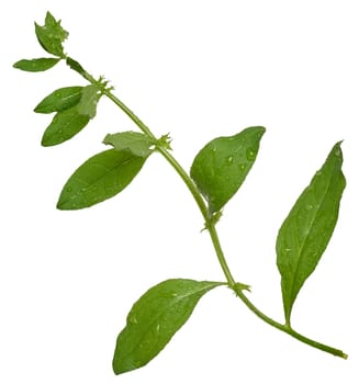 Branch with green stem and leaves, Galinsoga grass on isolated background