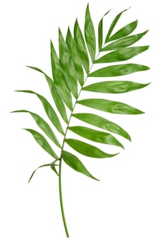 Green palm tree branch isolated on white background