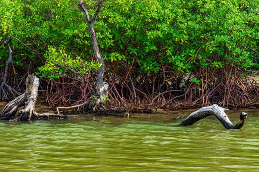 Mangrove vegetation and roots in Serra Grande on the south coast of Bahia, Brazil