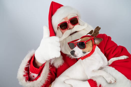 Portrait of santa claus in sunglasses and dog jack russell terrier in rudolf reindeer ears on a white background