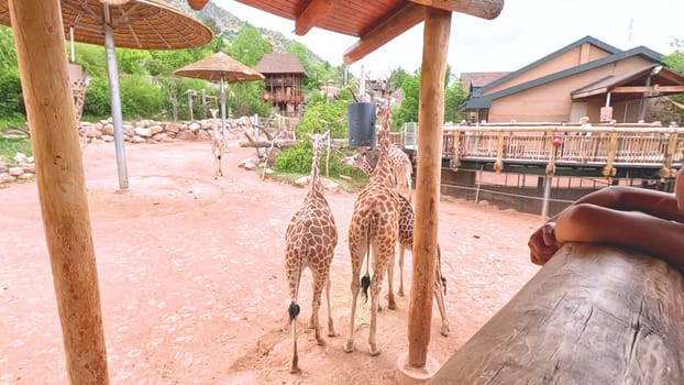 Colorado Springs, Colorado, USA-June 12, 2024-Slow motion-A lively scene at a zoo in Colorado Springs, Colorado, where visitors enjoy an interactive experience with giraffes. The setting includes a rustic wooden platform and feeding area, surrounded by picturesque mountain views and lush greenery. Families and tourists are seen engaging with the giraffes, creating an educational and memorable outing. The zoo thoughtful design integrates natural elements, enhancing the overall visitor experience and showcasing the beauty of wildlife.