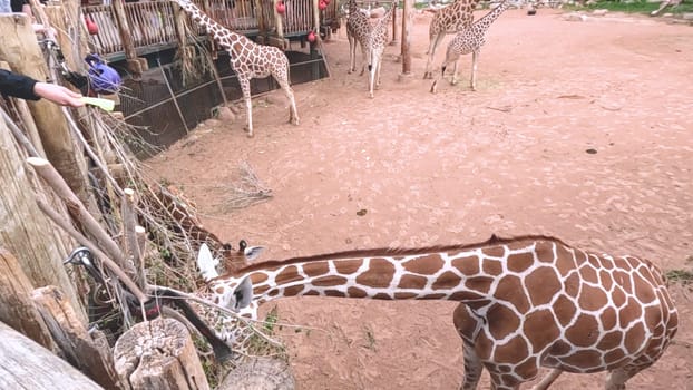 Colorado Springs, Colorado, USA-June 12, 2024-Slow motion-A lively scene at a zoo in Colorado Springs, Colorado, where visitors enjoy an interactive experience with giraffes. The setting includes a rustic wooden platform and feeding area, surrounded by picturesque mountain views and lush greenery. Families and tourists are seen engaging with the giraffes, creating an educational and memorable outing. The zoo thoughtful design integrates natural elements, enhancing the overall visitor experience and showcasing the beauty of wildlife.