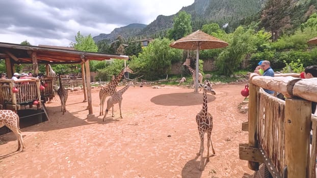 Colorado Springs, Colorado, USA-June 12, 2024-Slow motion-A lively scene at a zoo in Colorado Springs, Colorado, where visitors enjoy an interactive experience with giraffes. The setting includes a rustic wooden platform and feeding area, surrounded by picturesque mountain views and lush greenery. Families and tourists are seen engaging with the giraffes, creating an educational and memorable outing. The zoo thoughtful design integrates natural elements, enhancing the overall visitor experience and showcasing the beauty of wildlife.