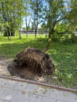 fallen tree after a storm in the summer in the city