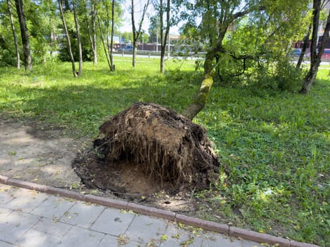 fallen tree after a storm in the summer in the city