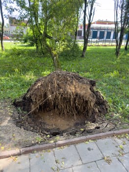 fallen tree after a storm in the summer in the city