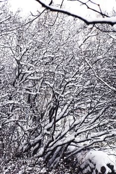 An image of many snow-covered tree branches in a yard.