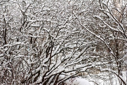 Branches of bushes in the snow in winter in cloudy, gloomy weather in the evening.
