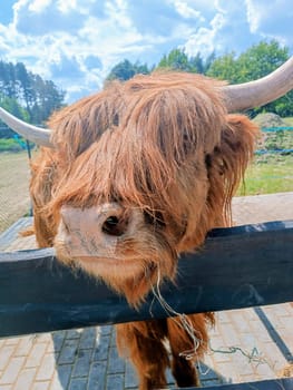 Close up of a Scottish Highland Cow with his hair covering his eyes. High quality photo. Mobile vertical photo