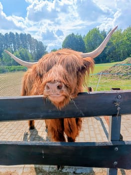 Scottish highland cattle at the fence of a pasture in the farm. High quality photo. Mobile vertical photo