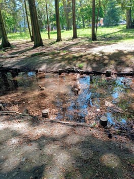 Mommy duck and a little ducking in a pond in a green park in sunlight. High quality photo. Mobile vertical photo. Park walk