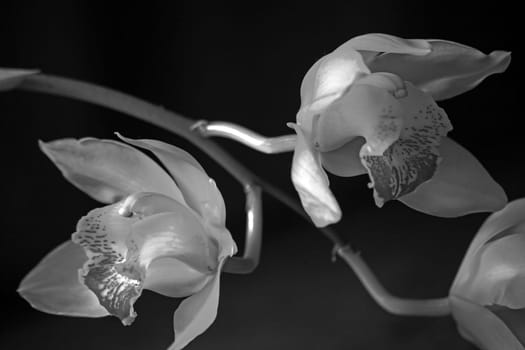 A monochrome image of a flower spike of the Cymbidium Orchid on a black background