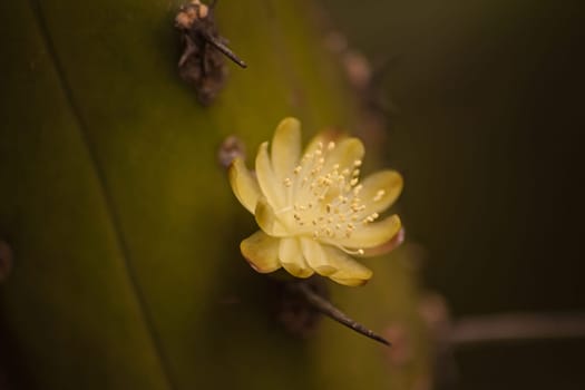 Small yellow flower of a column cactus plant