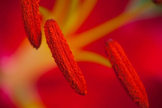 Extreme macro image of an anther containing the pollen of a lily flower