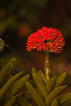 Flowers of the Propeller plant (Crassula perfoliata var. minor)