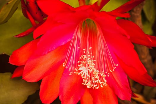 The red flower of the Schlumbergera epiphyllum cactus, Also known as the Christmas or Thanksgiving flower.