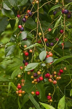 Blueberries (Vaccinium caesariense) naturally ripening on the plant