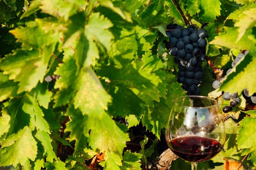 glass of wine in green leaves with grapes