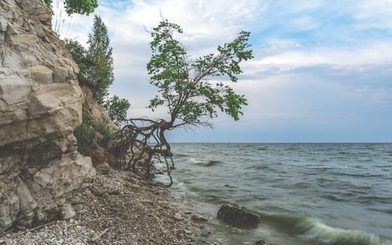 Single tree on the rocky shore at summer day