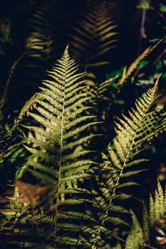 Close up of autumn fern leaves in forest