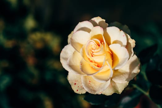 One white rose bud in autumn garden