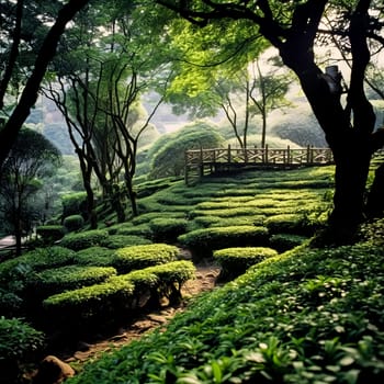 A man is walking through a field of green tea plants. The field is vast and the sun is shining brightly, creating a peaceful and serene atmosphere