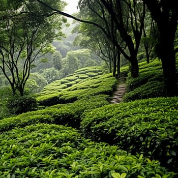 A man is walking through a field of green tea plants. The field is vast and the sun is shining brightly, creating a peaceful and serene atmosphere