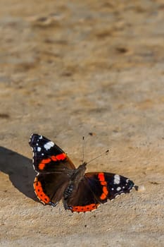 The image shows a butterfly with vibrant orange bands and white spots on black wings, resting on a sunlit stone. The close-up captures intricate details and textures, highlighting the beauty and fragility of nature.