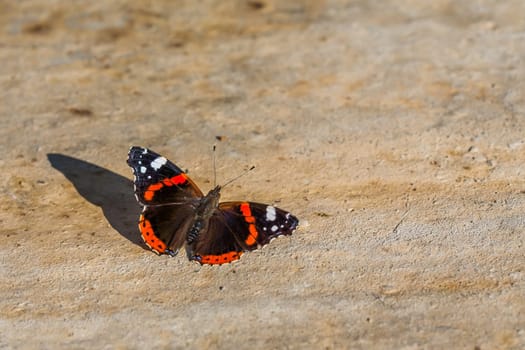 The image shows a butterfly with vibrant orange bands and white spots on black wings, resting on a sunlit stone. The close-up captures intricate details and textures, highlighting the beauty and fragility of nature.
