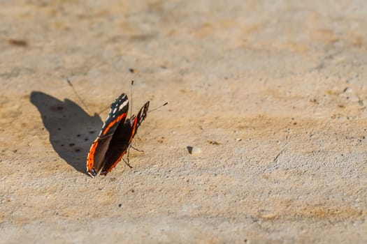 The image shows a butterfly with vibrant orange bands and white spots on black wings, resting on a sunlit stone. The close-up captures intricate details and textures, highlighting the beauty and fragility of nature.