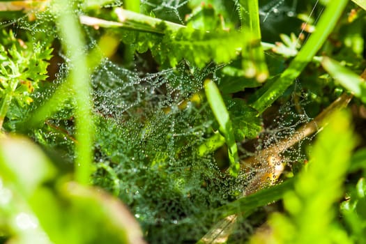 The image shows a spiderweb covered in glistening dew droplets amidst green foliage. The close-up highlights the intricate web and sparkling droplets in the morning sunlight, capturing a serene, delicate, and fresh natural scene.