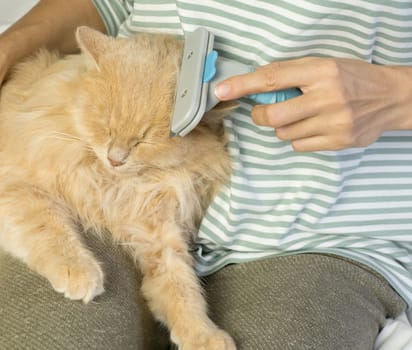 A ginger cat lies in the arms of a woman. A woman combs the fur of her pet with a comb